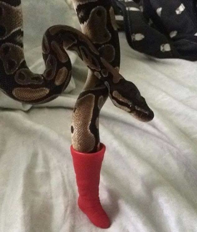 Obrázek Theres a Snek In My Boot