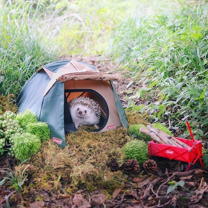 Obrázek This-Hedgehogs-Tent