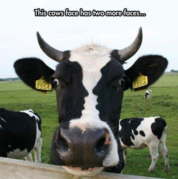 Obrázek Three-faced cow