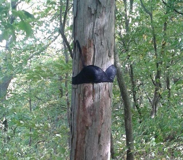 Obrázek Tree    