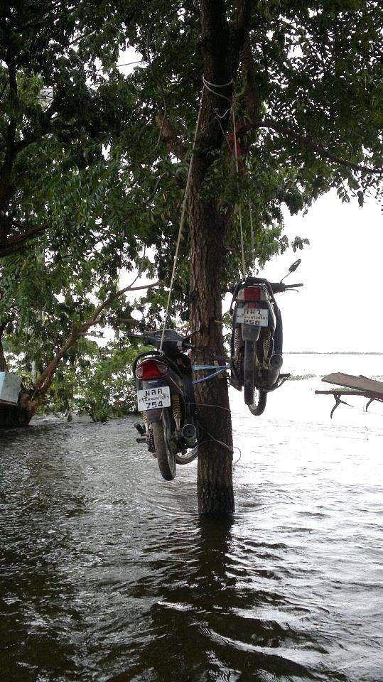 Obrázek Tree parking