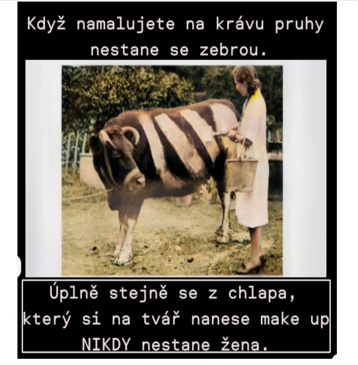 Obrázek Udelame z kravy zebru