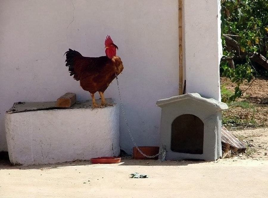 Obrázek Watchdog  