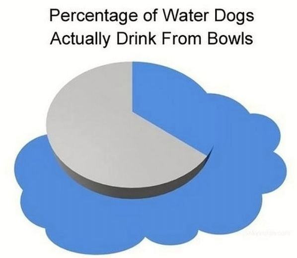 Obrázek Water Bowl Percentage