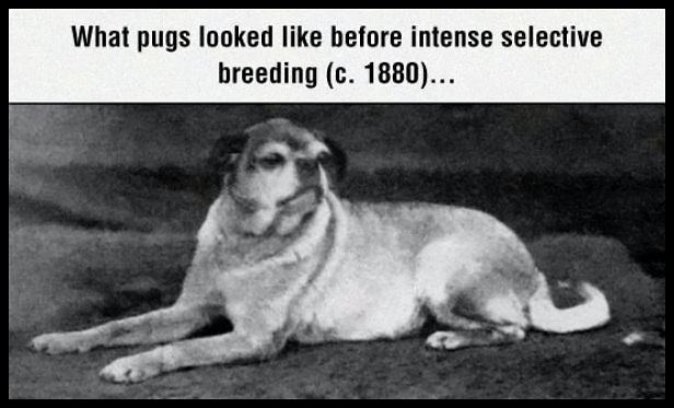 Obrázek What Pugs Looked Like