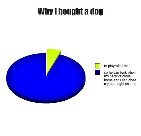 Obrázek Why i bought a dog 07-02-2012