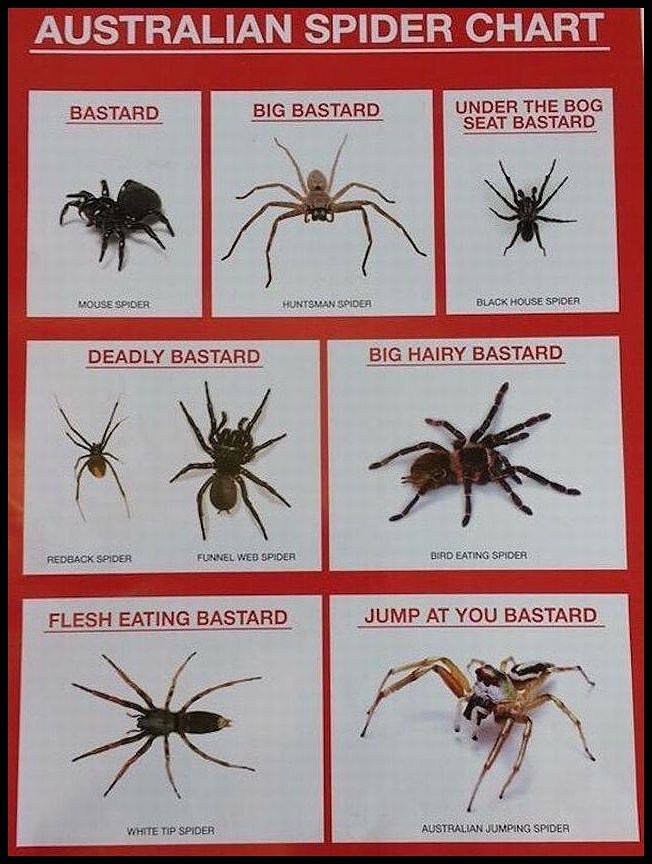 roumen-v-rouming-z-bavn-a-zaj-mav-obr-zky-a-spider-chart