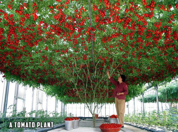 Obrázek a tomato plant