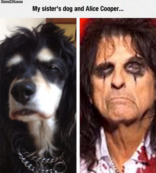 Obrázek alice cooper dog