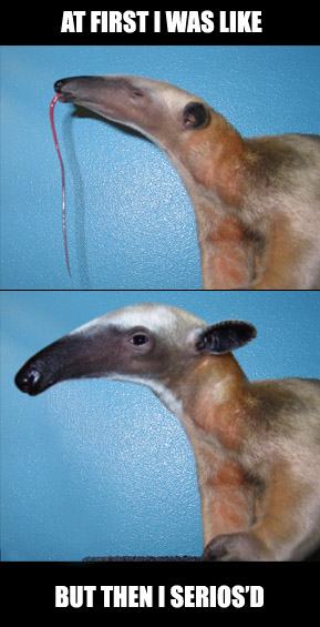 Obrázek anteaterseriousd