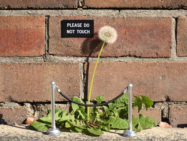 Obrázek art-sign-flower