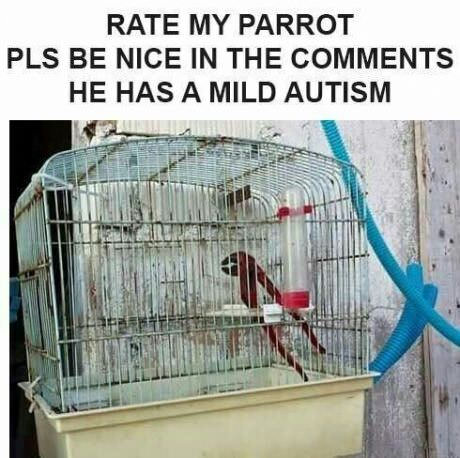 Obrázek autistic parrot