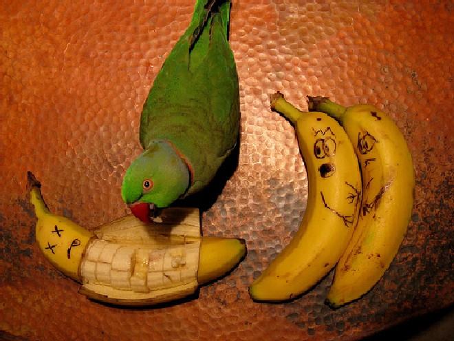Obrázek banana eater