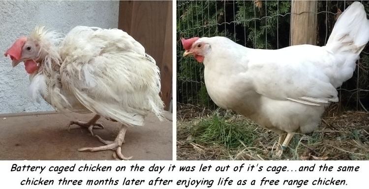 Obrázek battery caged chicken