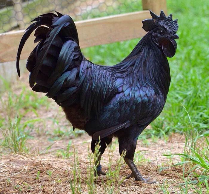 Obrázek big black cock