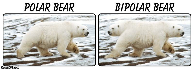 Obrázek bipolar bear