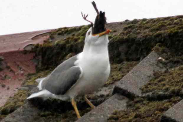 Obrázek bird eats bird