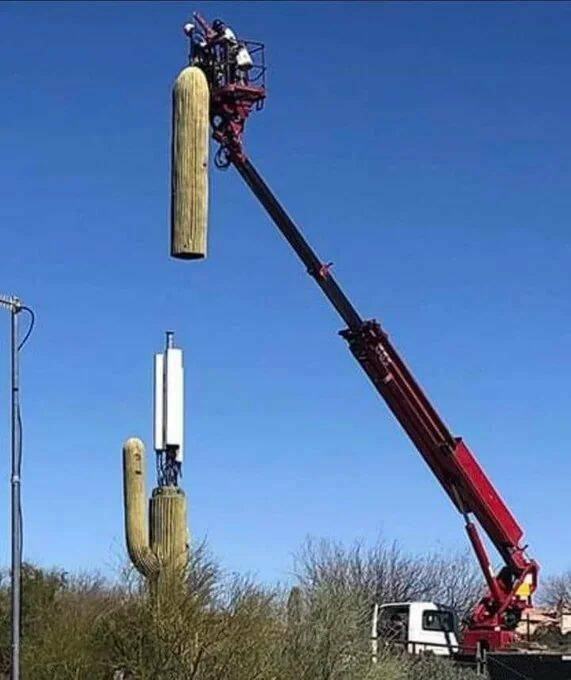 Obrázek camouflaged cell tower