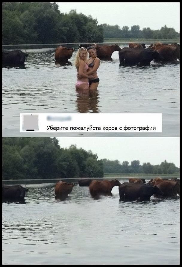 Obrázek can you photoshop out the cows pls