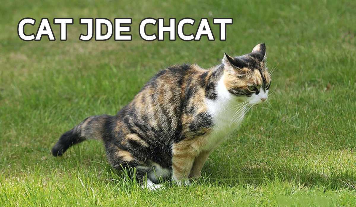 Obrázek cat-chcat