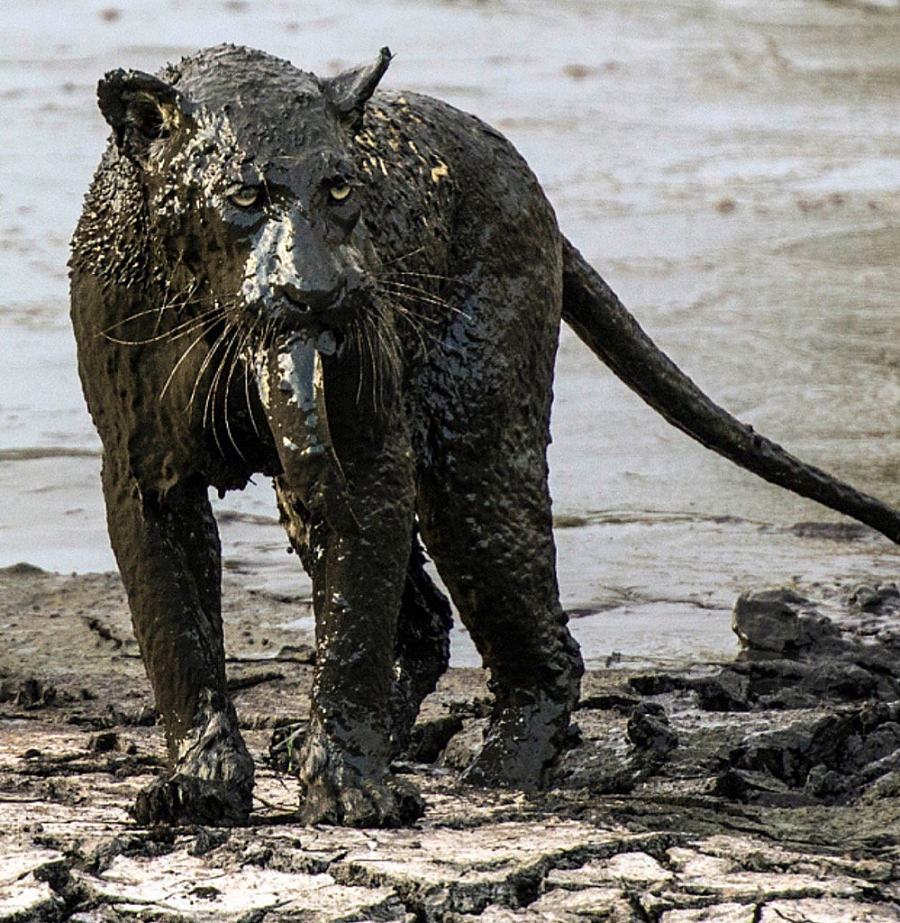 Obrázek cat covered in mud