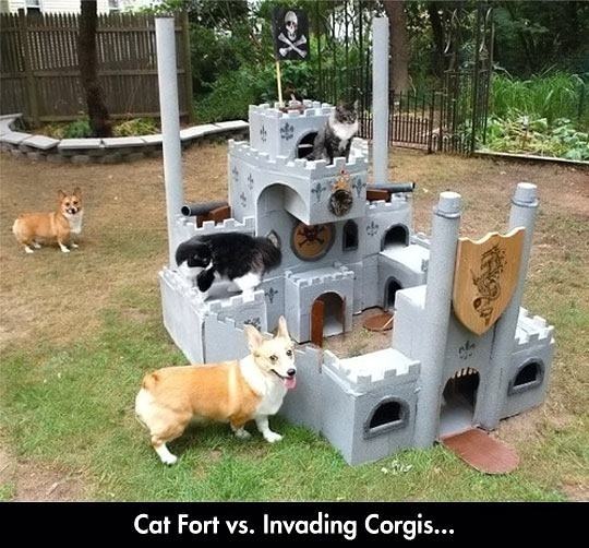 Obrázek cat fort  