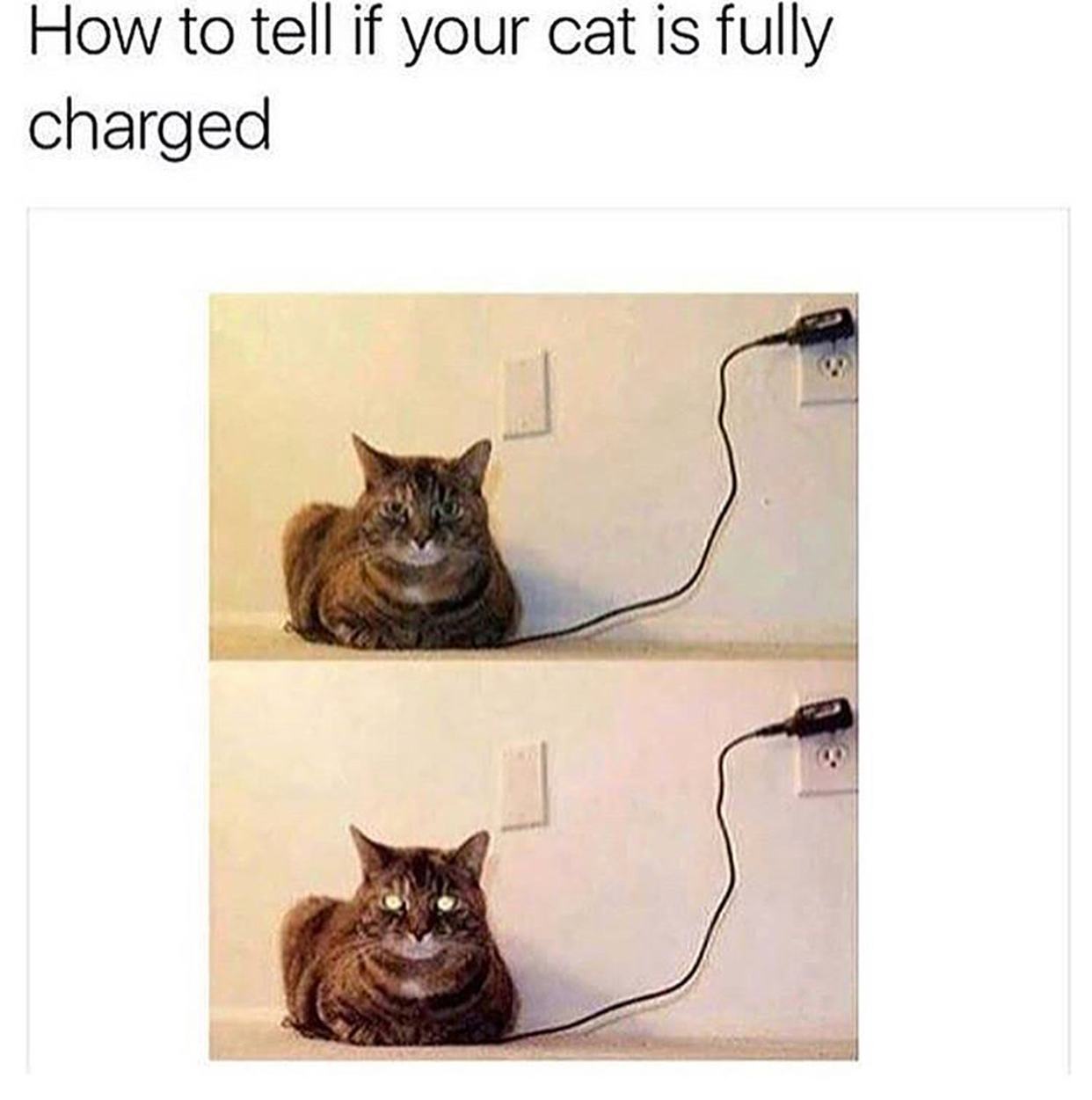 Obrázek cat is fully charged