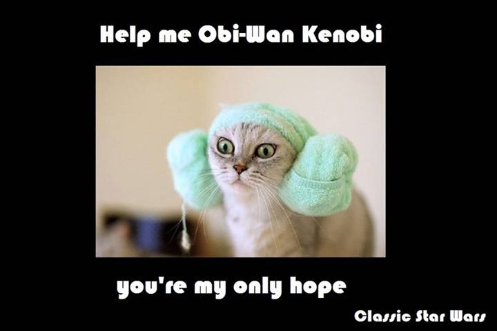 Obrázek cat wars