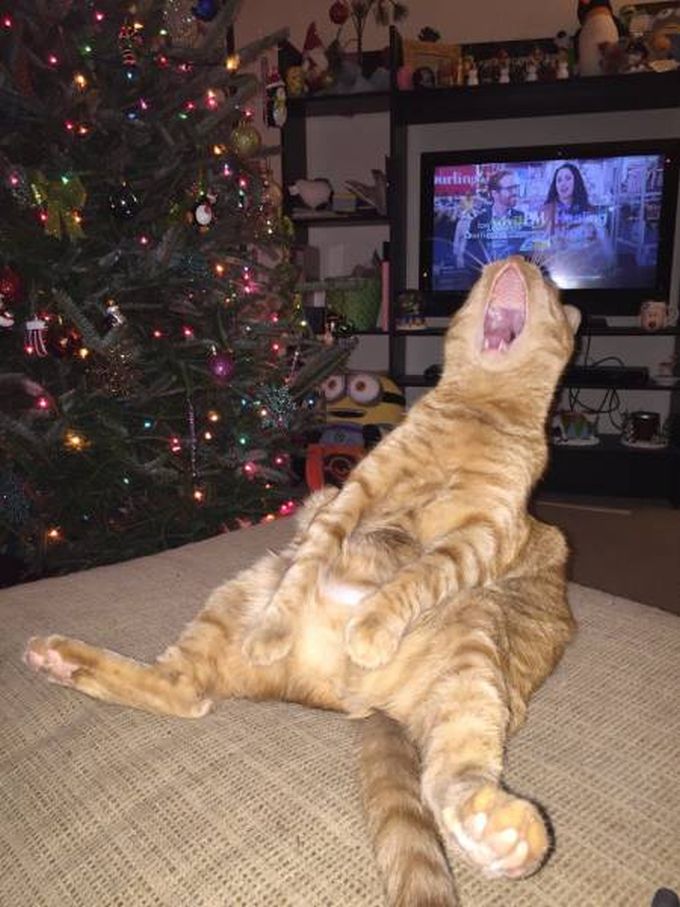 Obrázek cat yawn