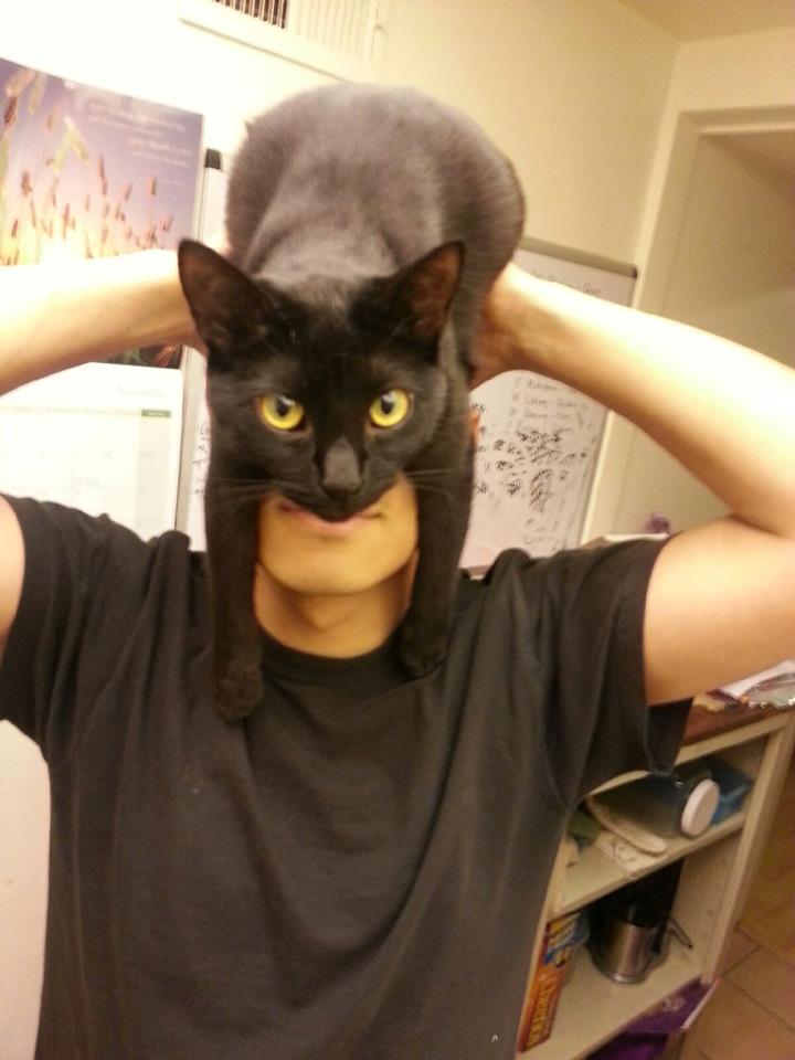 Obrázek catman 