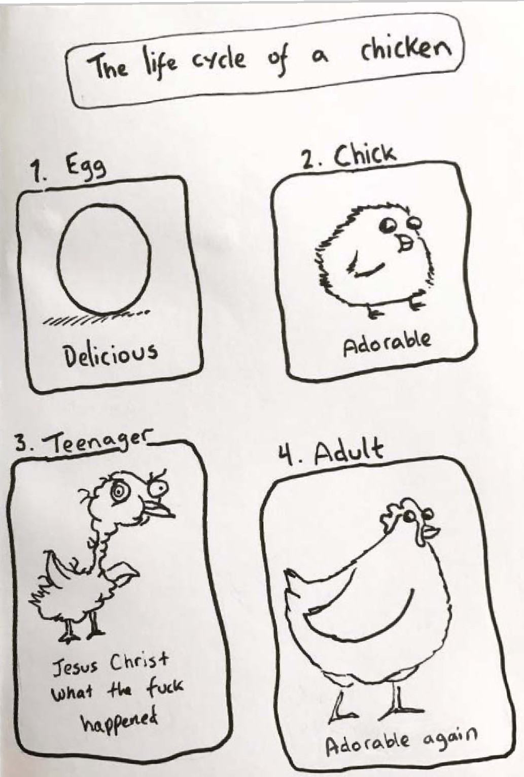 Obrázek chicken life cycle by Oatmealp-slepice pro Pavlu