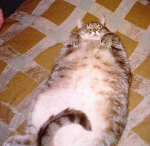 Obrázek cica s nadvahou