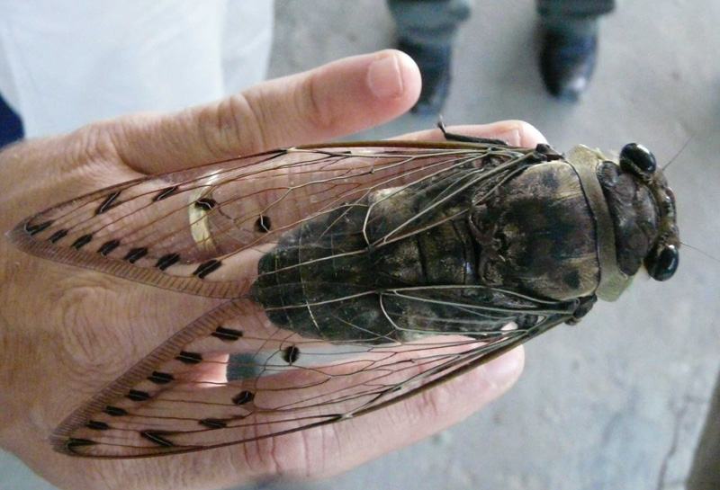 Obrázek cicada borneo
