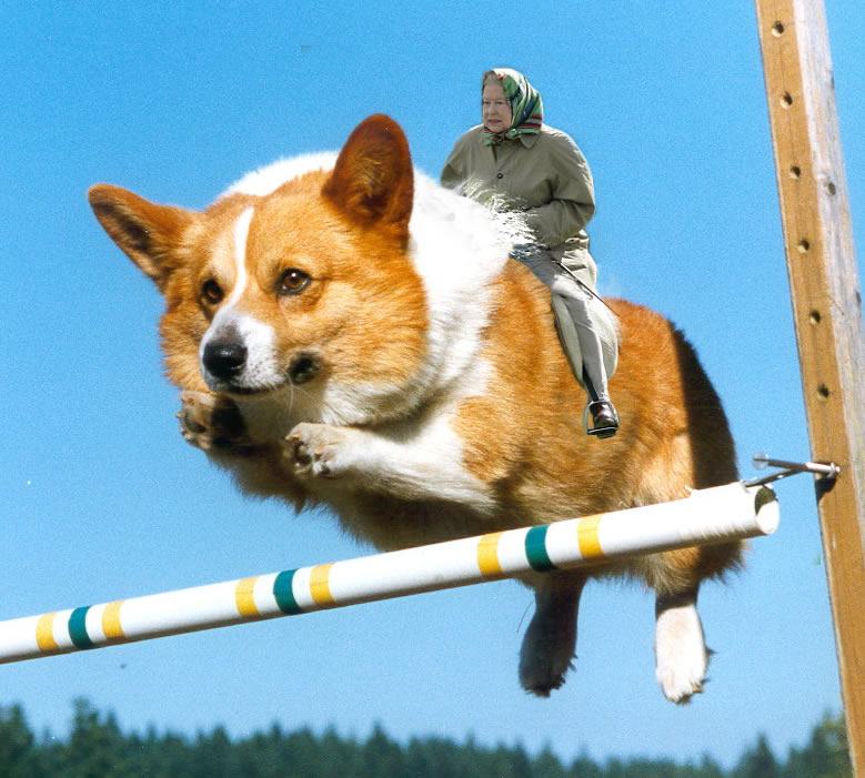 Obrázek corgi