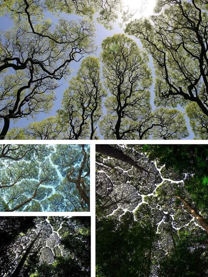 Obrázek crown shyness