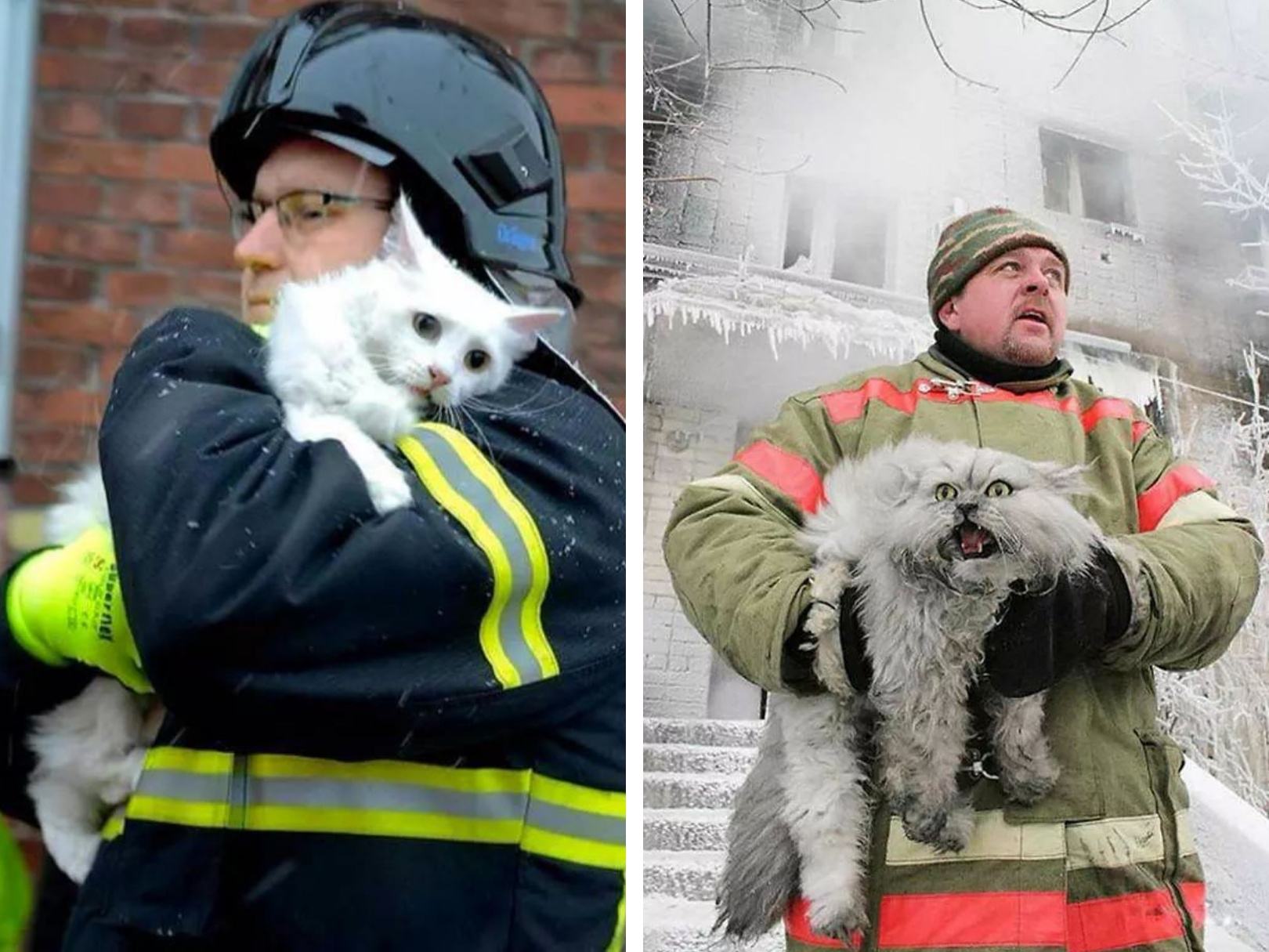 Obrázek danska vs ruska kocicka