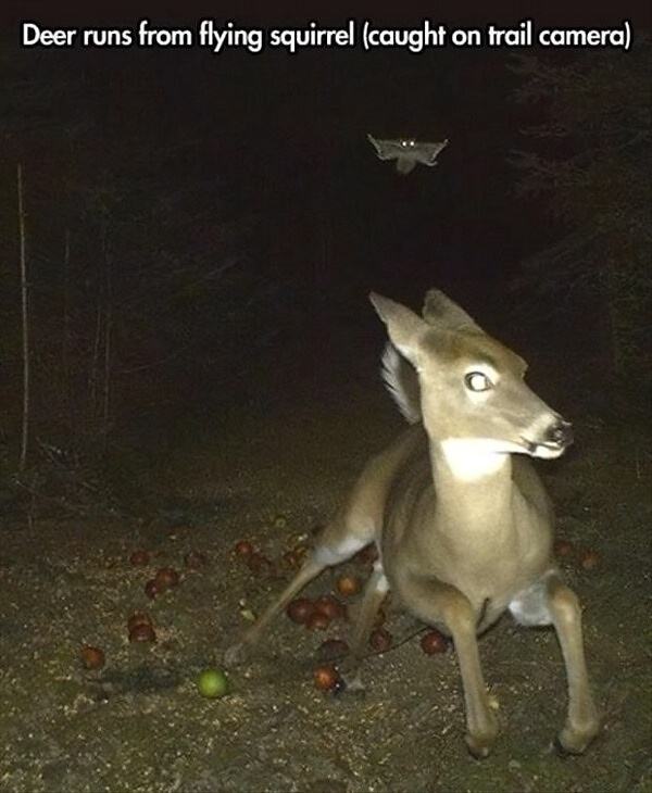 Obrázek deer runs from 