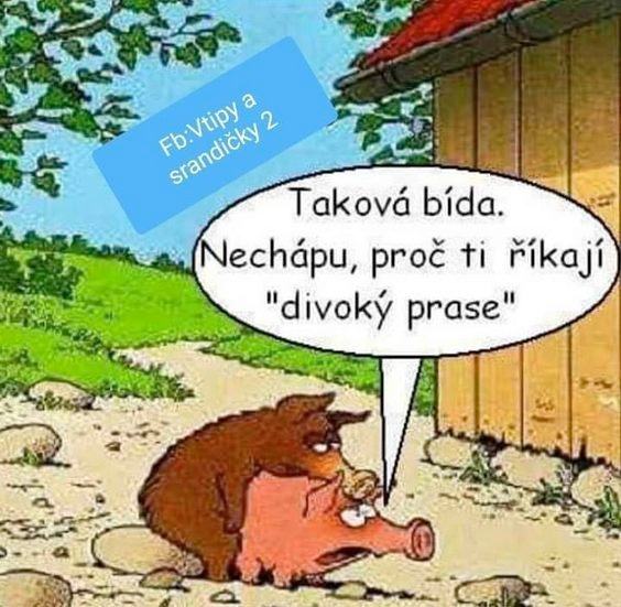 Obrázek divoky prase