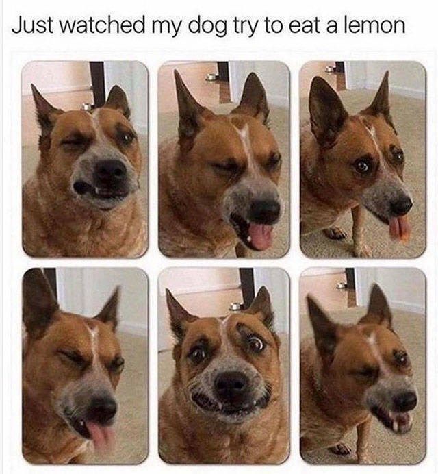 Obrázek dog lemon