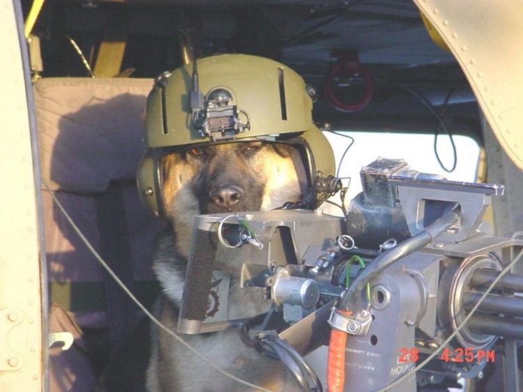 Obrázek dog pilot
