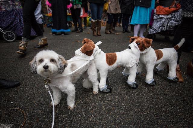 Obrázek dogdogdog