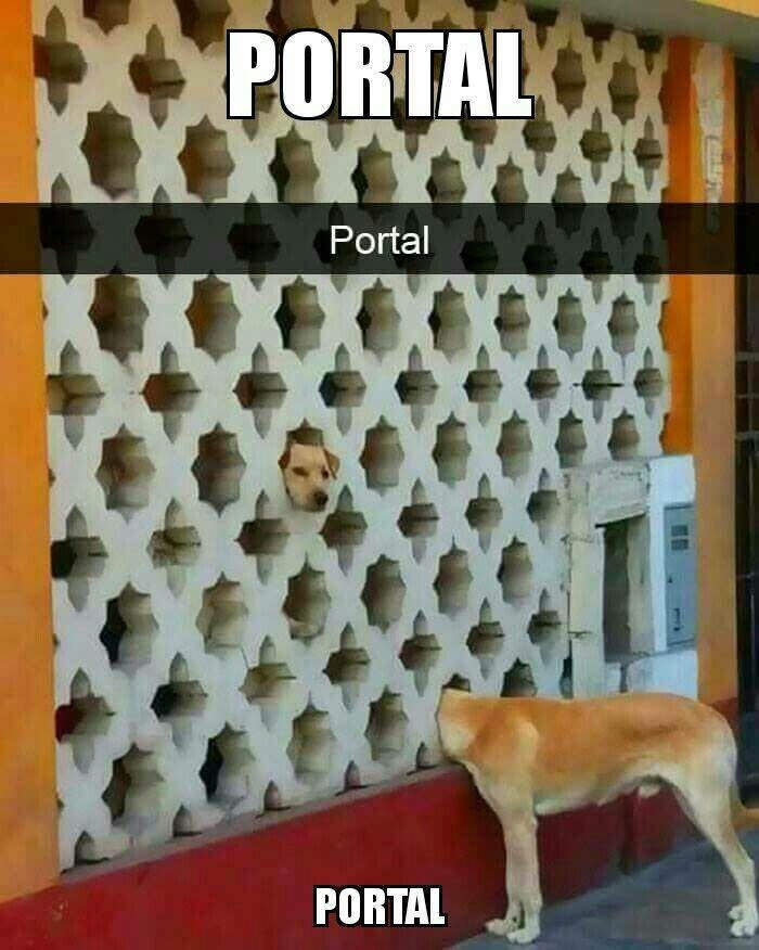 Obrázek doggie portal