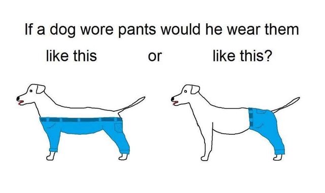 Obrázek dogpants