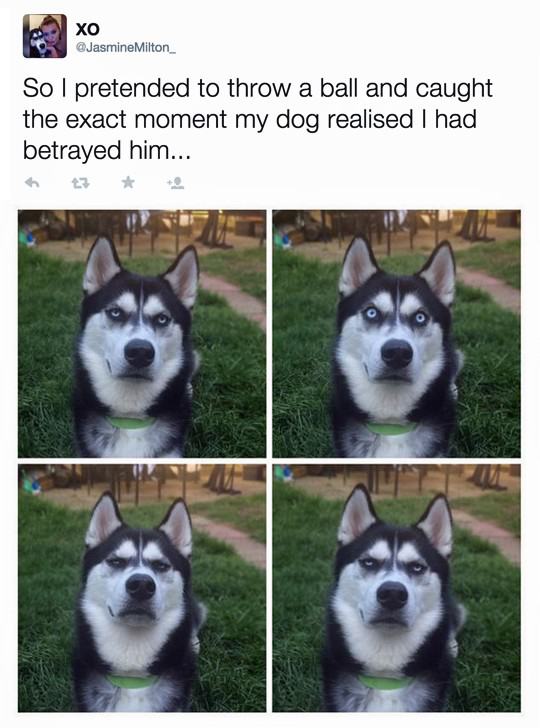 Obrázek dogs expresion