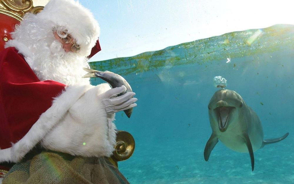 Obrázek dolphinxmas