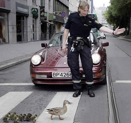 Obrázek duckcrossing