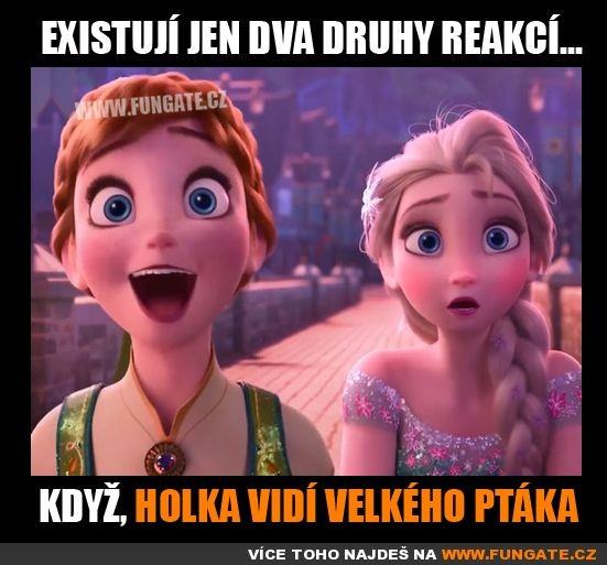 Obrázek dva ptaky