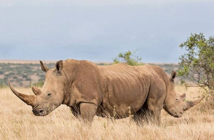 Obrázek dvojhlavy rhino
