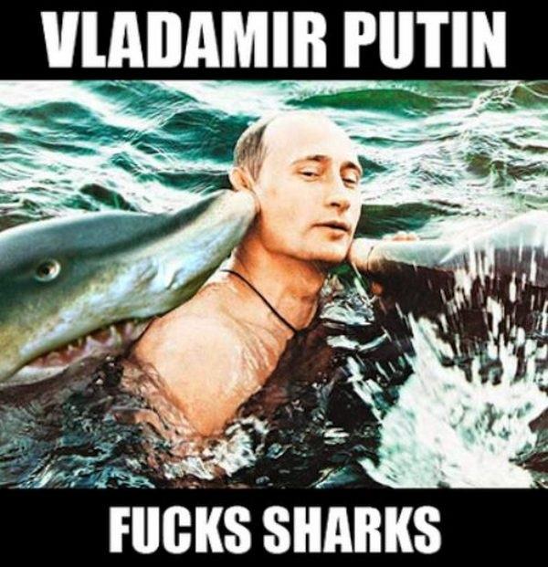 Obrázek even sharks admire putin