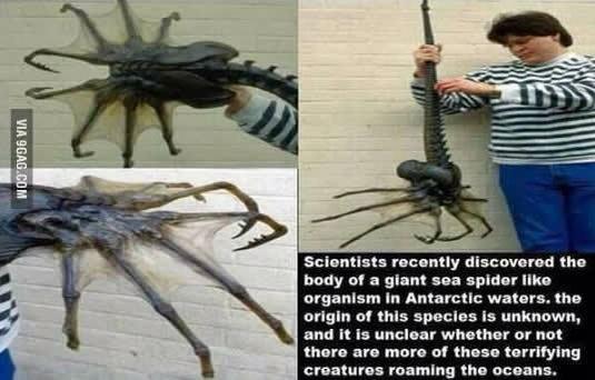 Obrázek facehugger